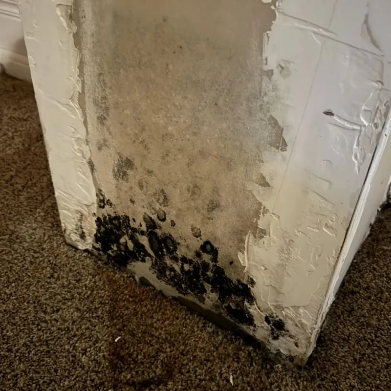 Professional Mold Removal in Paxton, IL